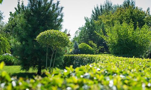 THE NEWEST LANDSCAPING TRENDS OF 2020