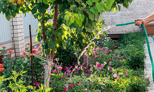 These Tips to Keep Your Garden Alive While …