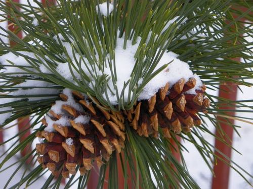 Silence, Peace and Estes Park
