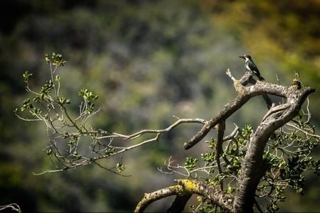 Bell Canyon Gallery Img 6