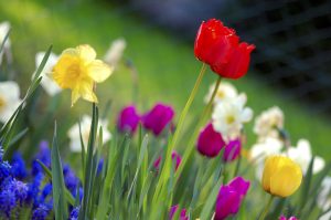 Farmington Hills Sping Real Estate Market Flowers