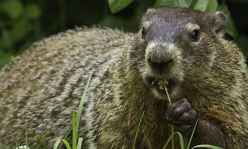 Groundhog Day And Real Estate?