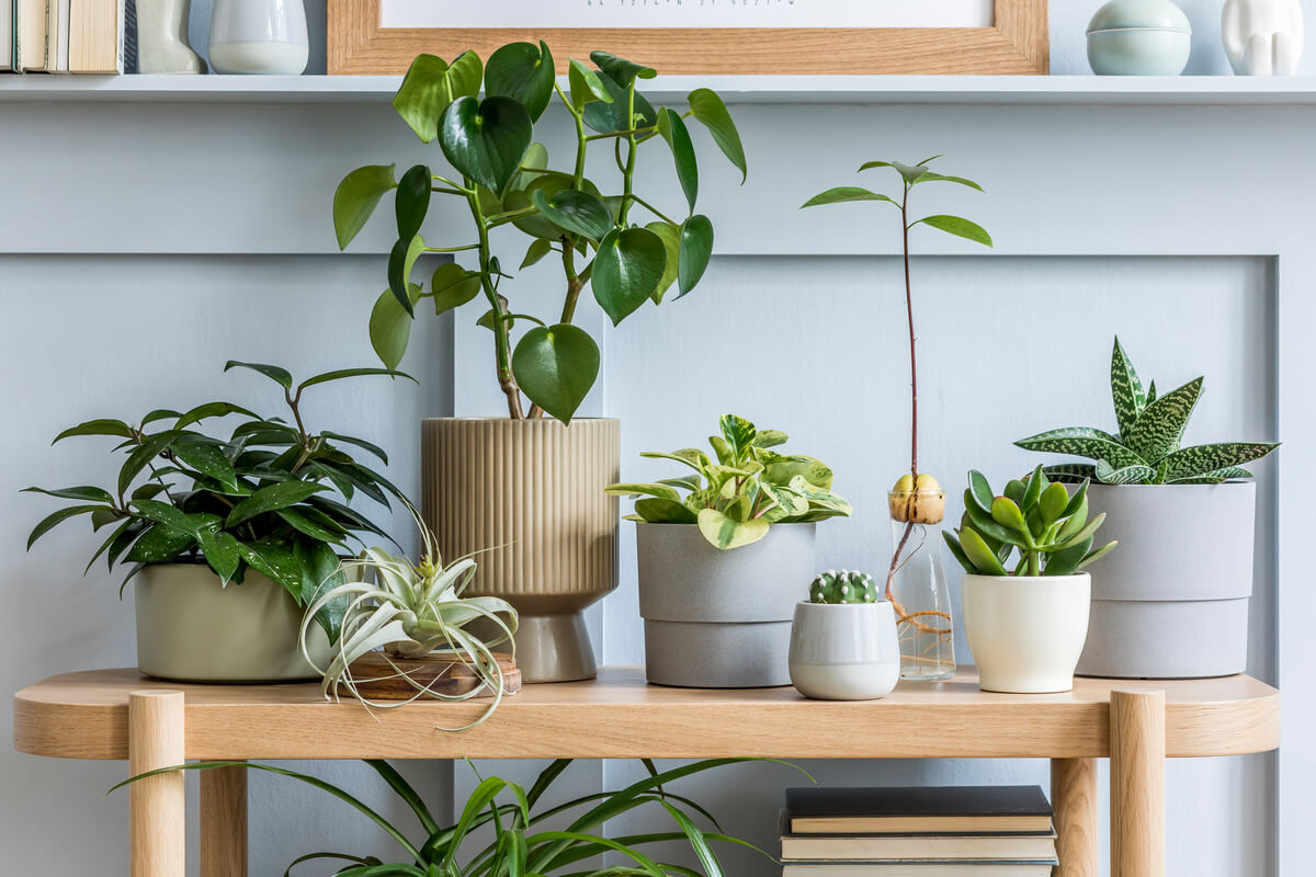 10 Essential tips for maintaining indoor plants