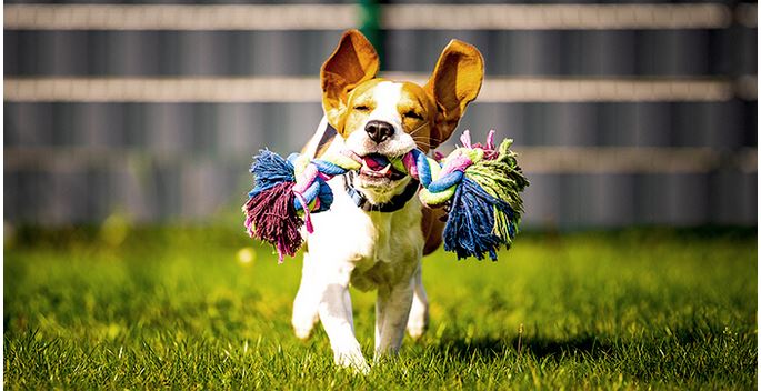 Dog running with a toy in its mouth on a grassy area, enjoying playtime outdoors
