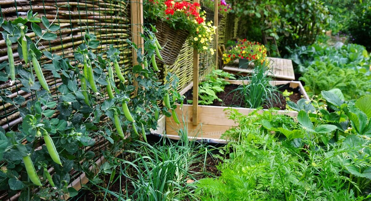 Arranging The Plants