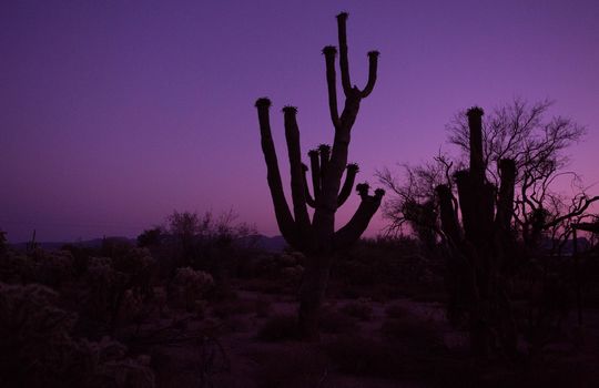silhouetted-saguaros-at-sunset