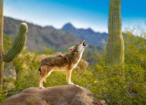 Hilay & Jay – Northwest Tucson Area Image 1