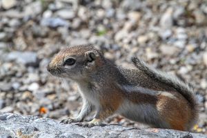 wildlife in oro valley, arizona