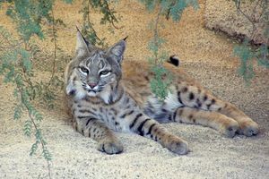 bobcats in oro valley az