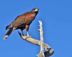 Harris Hawk Tucson Arizona