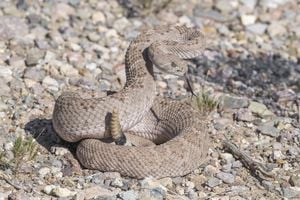 oro valley snakes rattlesnake