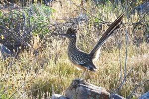 Roadrunners in Oro Valley, Arizona