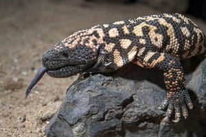 Gila Monsters in Oro Valley