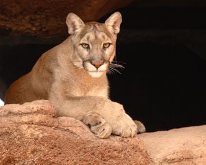 Mountain Lions Catalina Mounatins