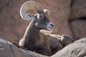 Bighorn Sheep Oro Valley