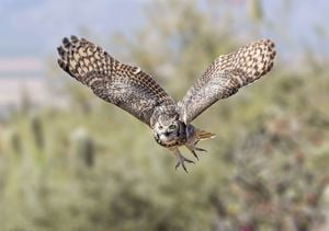 Owls in Oro Valley