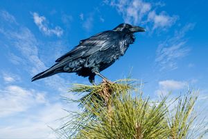 Ravens in Oro Valley Country Club