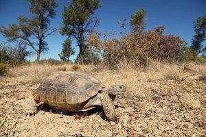 Desert Tortoise Oro Valley