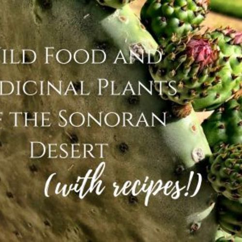 Wild foods and medicinal plants of the Sonoran Desert