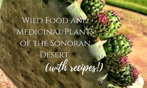 Wild food and medicinal plants in Oro Valley, AZ