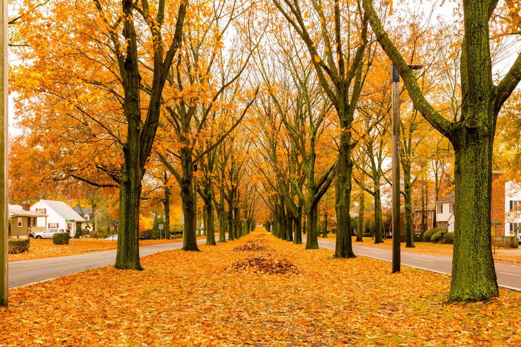 Home The Cobi Real Estate Team