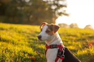 pexels-james-frid-81279-1750538