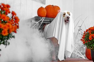pexels-impact-dog-crates-1789722873-28829452