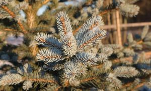 spruce-6819358_1280