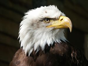 denisdoukhan-bald-eagle-550804_1280