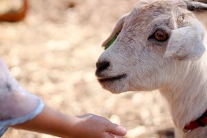 jodielowen-goat-7305344_1280