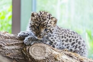 gatterwe-amur-leopard-3523424_1280