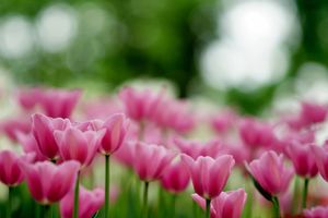 kong5508-flowers-6967755_1280