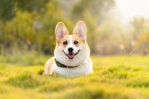 lucioliu-dog-4988985_1280