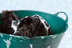 amandacullingford-puppy-1022421_1280