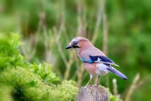 sekau67-bird-8007868_1280