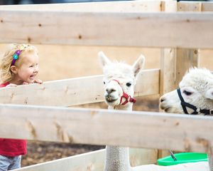 chelseaouellet-llama-935947_1280