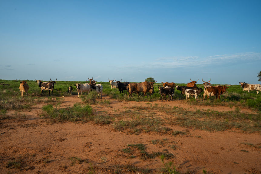 1543_TX258_AssentRE-11