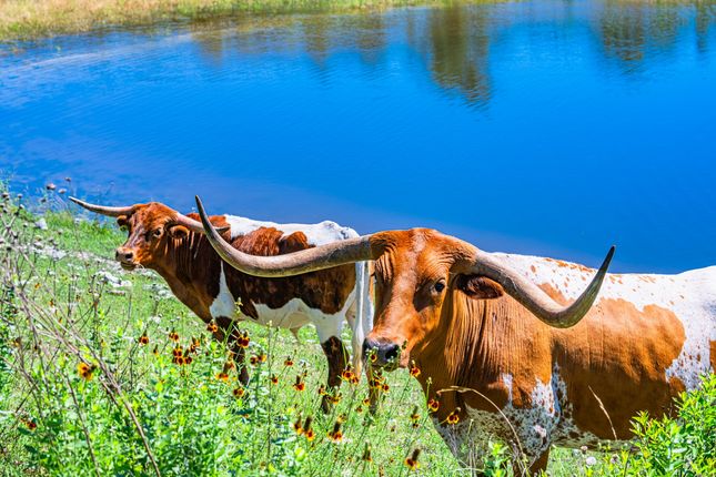 13-web-or-mls-DSC06065