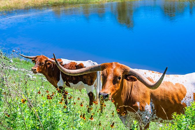 13-web-or-mls-DSC06065