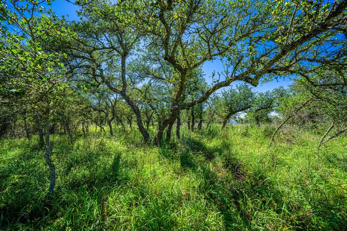 6-web-or-mls-DSC05990