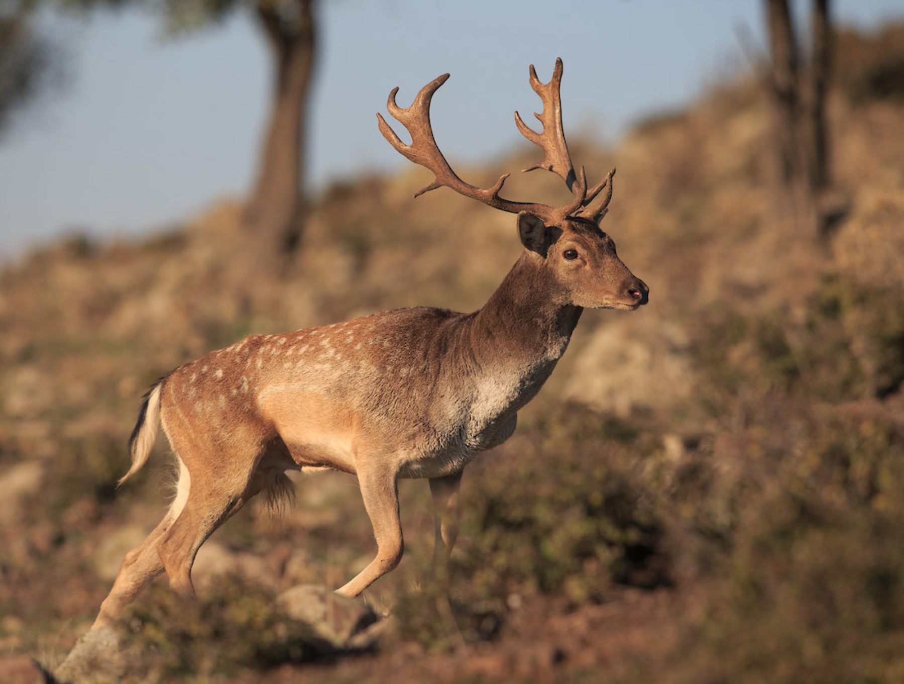 Exotic Breeding/ Hunting Texas Ranch