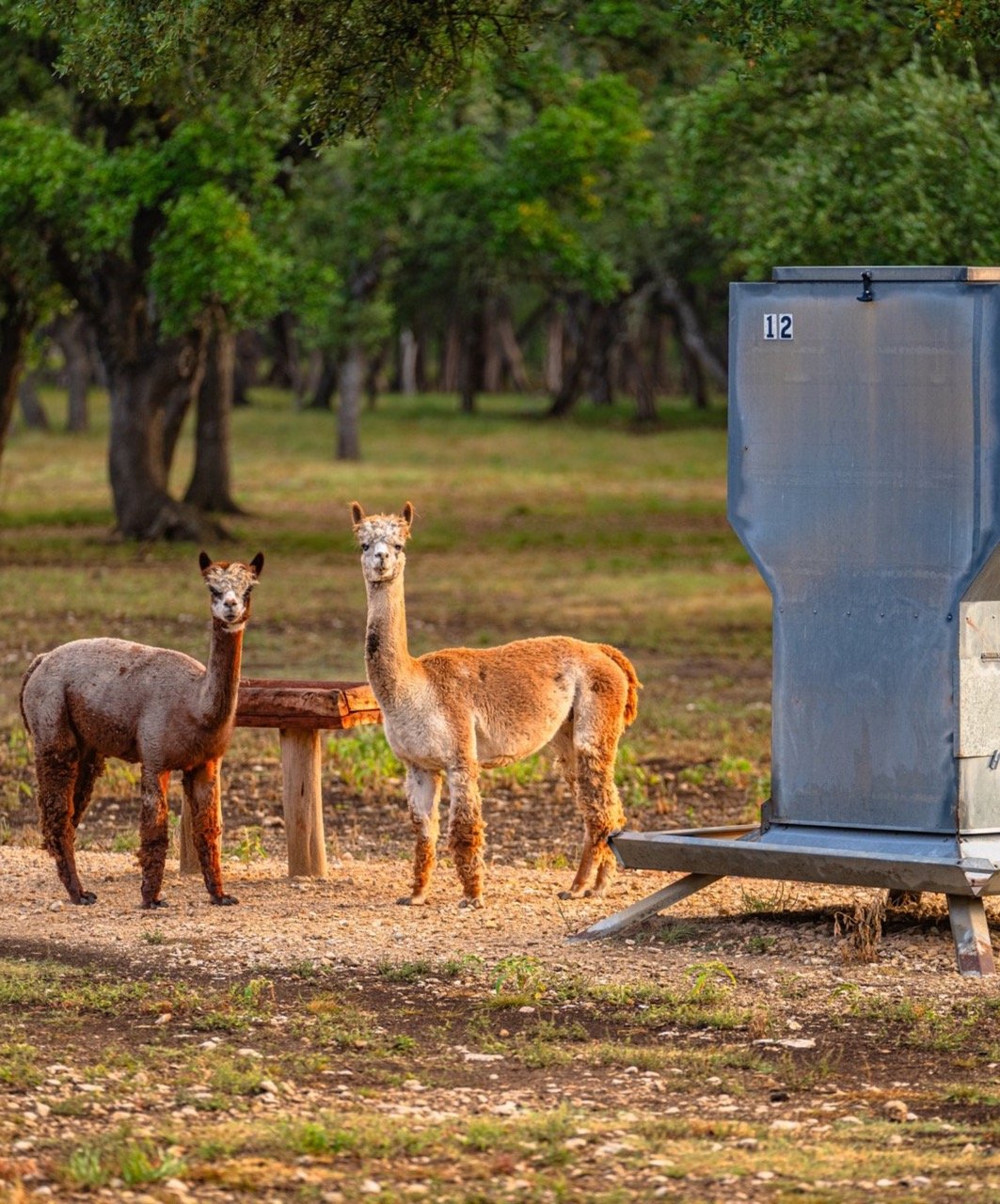 Branded T (1700 x 2048 px) &#8211; 1