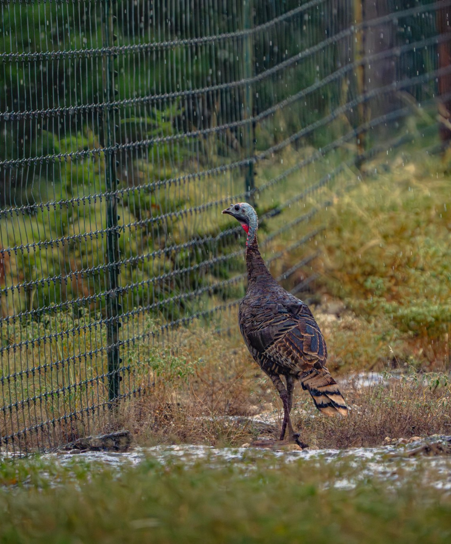 Branded T (1700 x 2048 px)