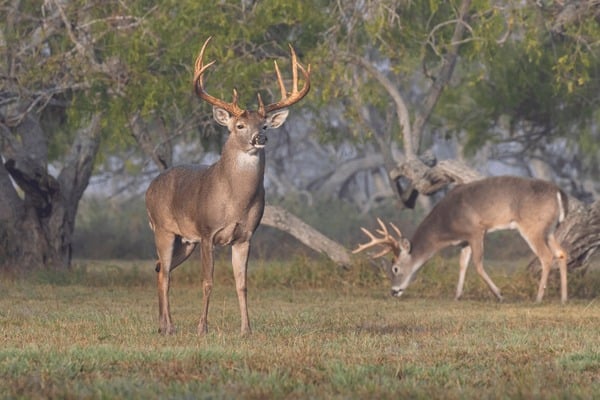 whitetailed-deer-odocoileus-virginianus-trailing-600nw-2005030025