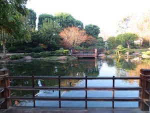 koi pond at japanese gardens