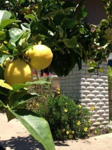 Lemon front yard