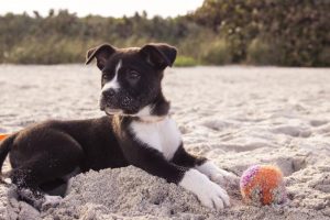 dog friendly places in long beach