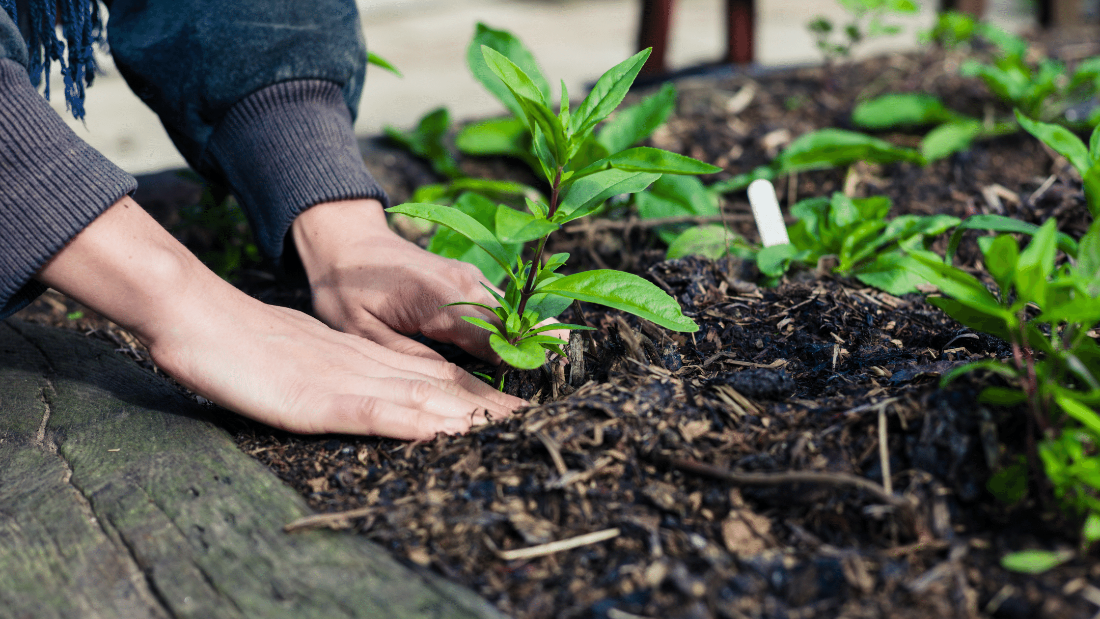 Hands Planting in Garden
