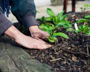 Build your own raised garden bed for seasonal gardening 