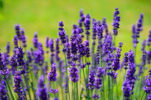 French Lavender is a low water, fire-resistant plant that can easily be added to a home's landscaping.